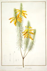 Erica Grandiflora, 1811